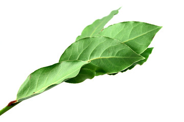 Obraz premium Aromatic Bay leaves ( laurel )