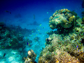 Naklejka na ściany i meble under water world at Maldives