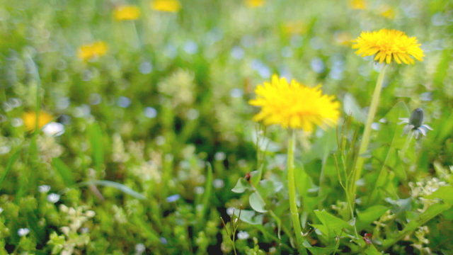 Blow-ball Flowers in green grass