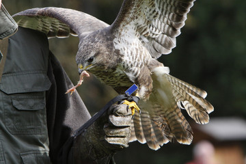 Falkner mit Mäusebussard