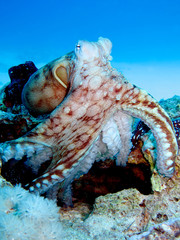 Octopus