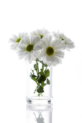 Daisy Isolated