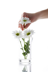 Daisy Isolated