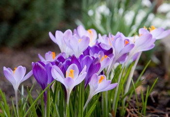Krokus Blumen im Frühjahr