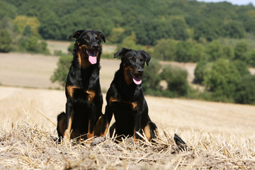 deux bergers de Beauce ensemble dans le champ