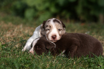 deux très jeunes chiots border collie ensemble