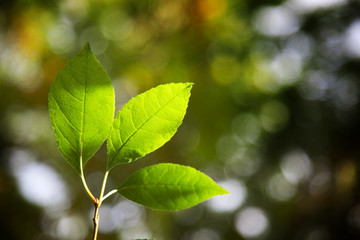 leaves in forest and sunset