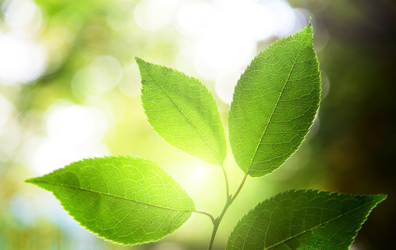 leaves in deep forest
