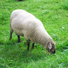 Obraz premium sheep