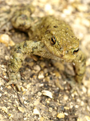 Erdkröte,Bufo bufo