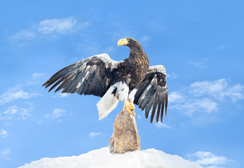 The eagle sits on a stone against the sky