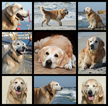 One day from golden retriever's life - collage