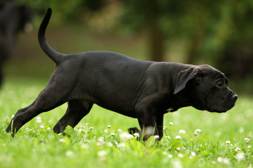concentration extrême d'un jeune cane corso de profil