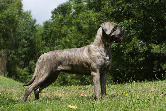 italian corso dog de profil &agrave; l'allure fi&egrave;re