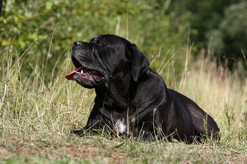 cane corso massif allongé de face