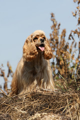 american cocker spaniel de face aux grandes oreilles