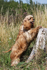 cocker américain posant les pattes sur le tronc d'arbre