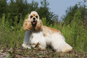 cocker américain marron de profil très attentif