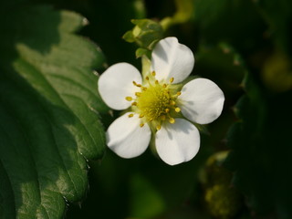 苺の花