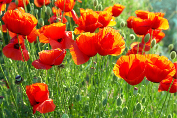 Field of poppies
