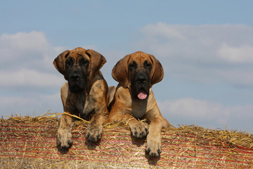deux jeunes dogues allemands (great dane)