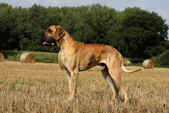 Imagens de Bullenbeisser – Explore Fotografias do Stock, Vetores e ...
