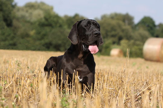 great dane (dogue allemand) &agrave; moiti&eacute; cach&eacute; dans le champ
