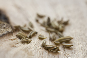 Fenchelsamen