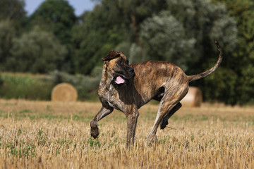 course du dogue allemand poursuivi dans le champ