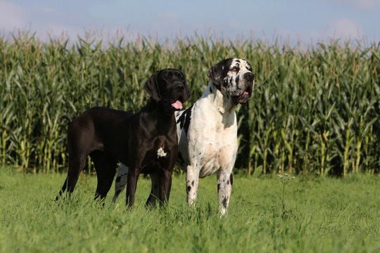deux dogues allemand différents de couleur