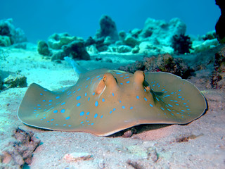 Bluespotted stingray