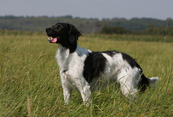 spaniel breton immobile de profil dans le champ - épagneul