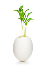 New life concept with seedling and egg on white