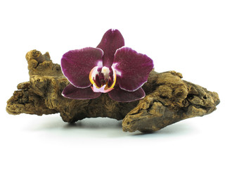 Wurzelholz mit Orchidee