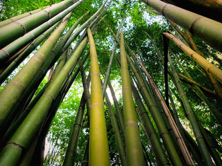 foresta bamboo