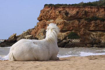 liegendes pferd an der küste
