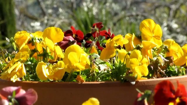 Fiori in sabina