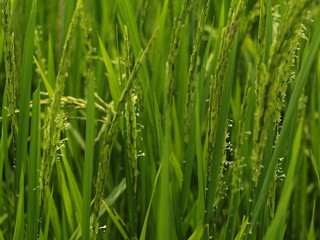 Plakat rice field