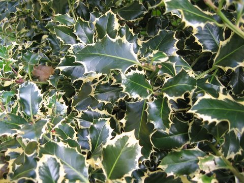 variegated holly