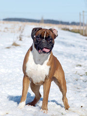 Boxer beim lachen :-)