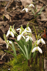 Obraz premium First snowdrops