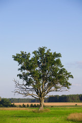Fototapeta na wymiar Old oak in the green meadow