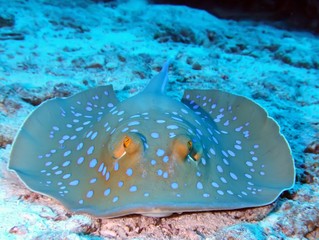 Bluespotted stingray