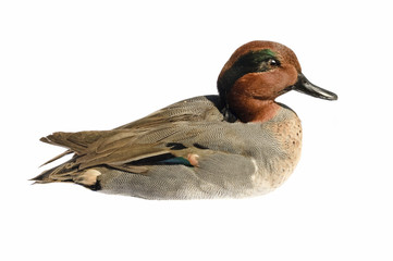 taxidermied Green-winged teal