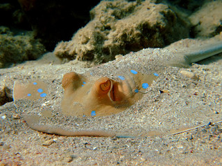 Bluespotted stingray
