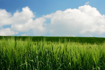 Green wheat stems