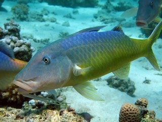 Goatfish