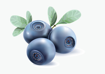 Blueberries on white background
