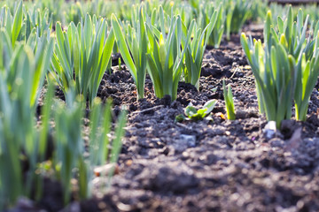 Pierwszy kwiat po zimie © Rafal Kucharek