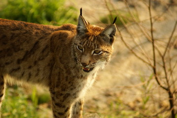 Luchs